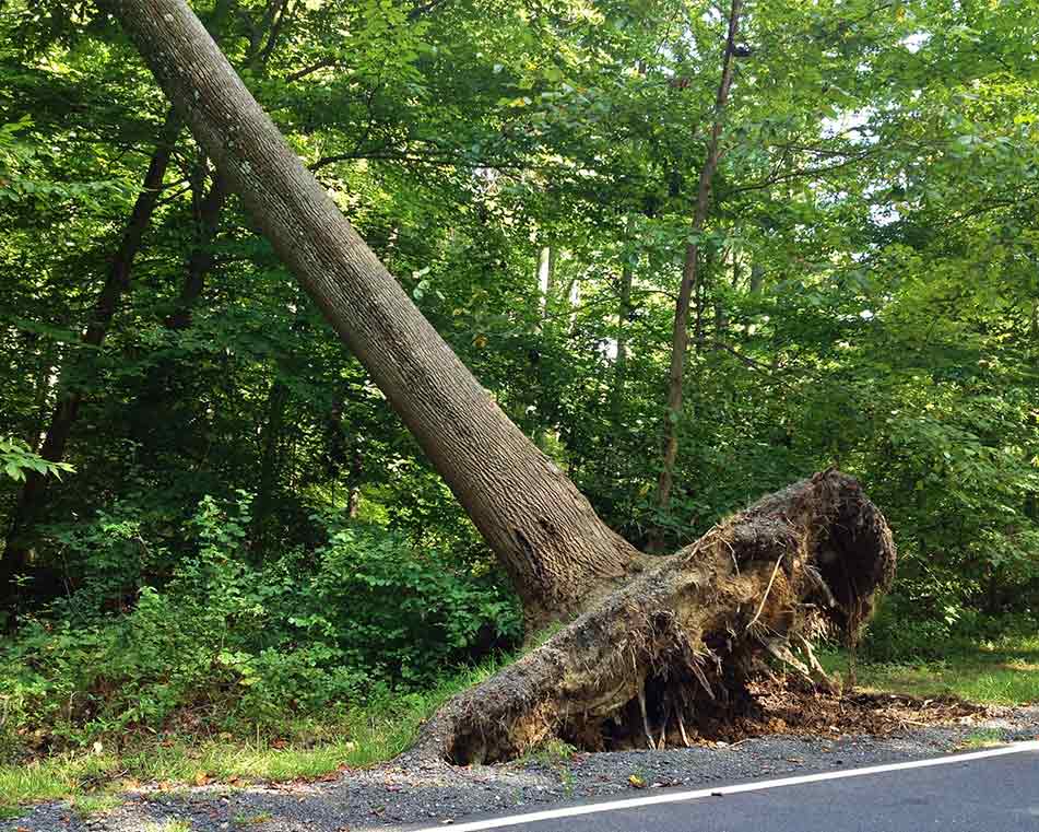 LCIAD gum problems uprooted tree